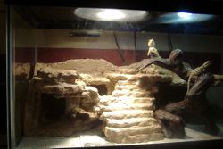 bearded dragon cage
