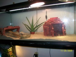 Bearded Dragon set up