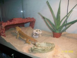 Bearded Dragon habitat