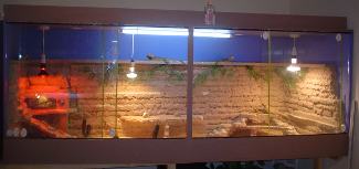 bearded dragon cage