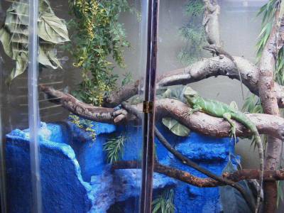 chinese water dragon cage