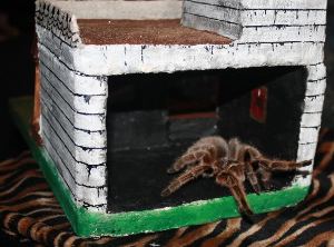 Haunted house tarantula