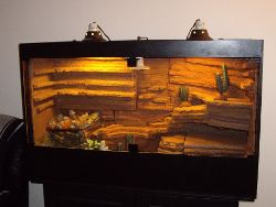 Gecko Enclosure