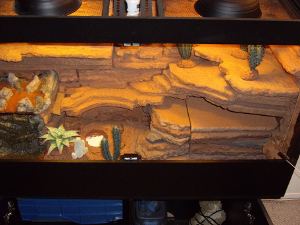 Leopard gecko habitat