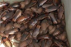 Roaches close-up
