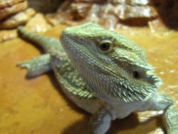 Bearded Dragon orange phaze