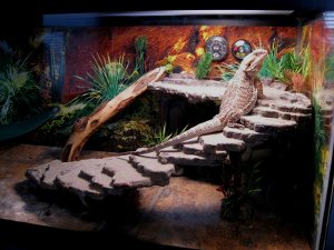 Bearded Dragon cages