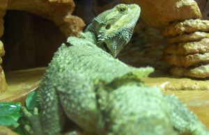 Bearded Dragon shedding body