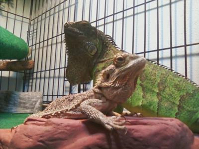 My Beardie & Iguana