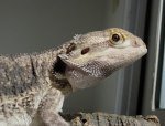 Bearded dragon