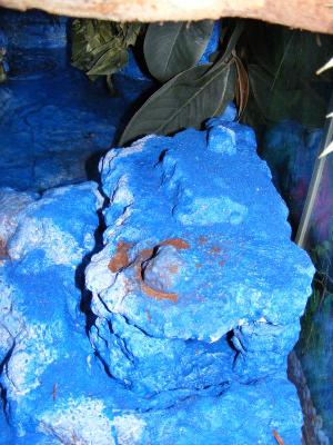 chinese water dragon cage
