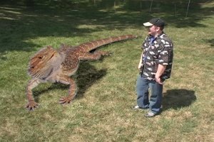 What is the largest reptile ever?